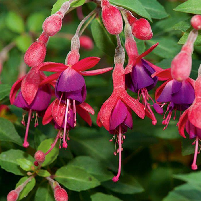 Palmers Garden Centre Leicestershire’s Best Garden Centre