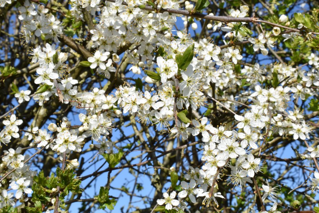 Palmers Garden Centre - Enderby & Ullesthorpe, Leicestershire’s Best Garden Centre