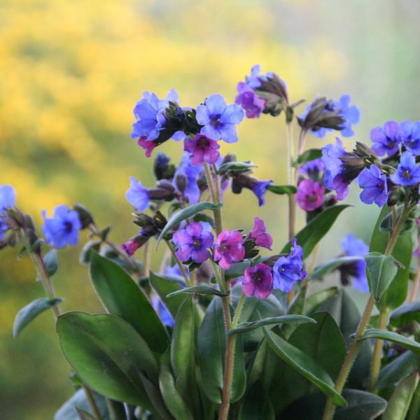 Palmers Garden Centre - Enderby & Ullesthorpe, Leicestershire’s Best Garden Centre