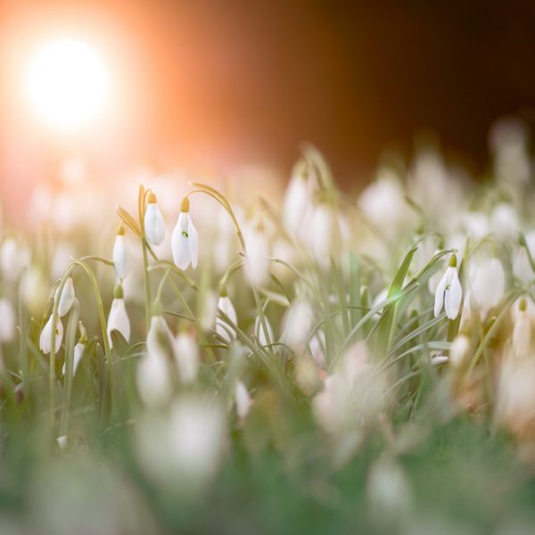 How to create an ‘effortless’ Spring garden