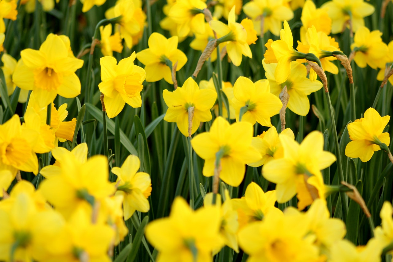 Palmers Garden Centre - Enderby & Ullesthorpe, Leicestershire’s Best Garden Centre
