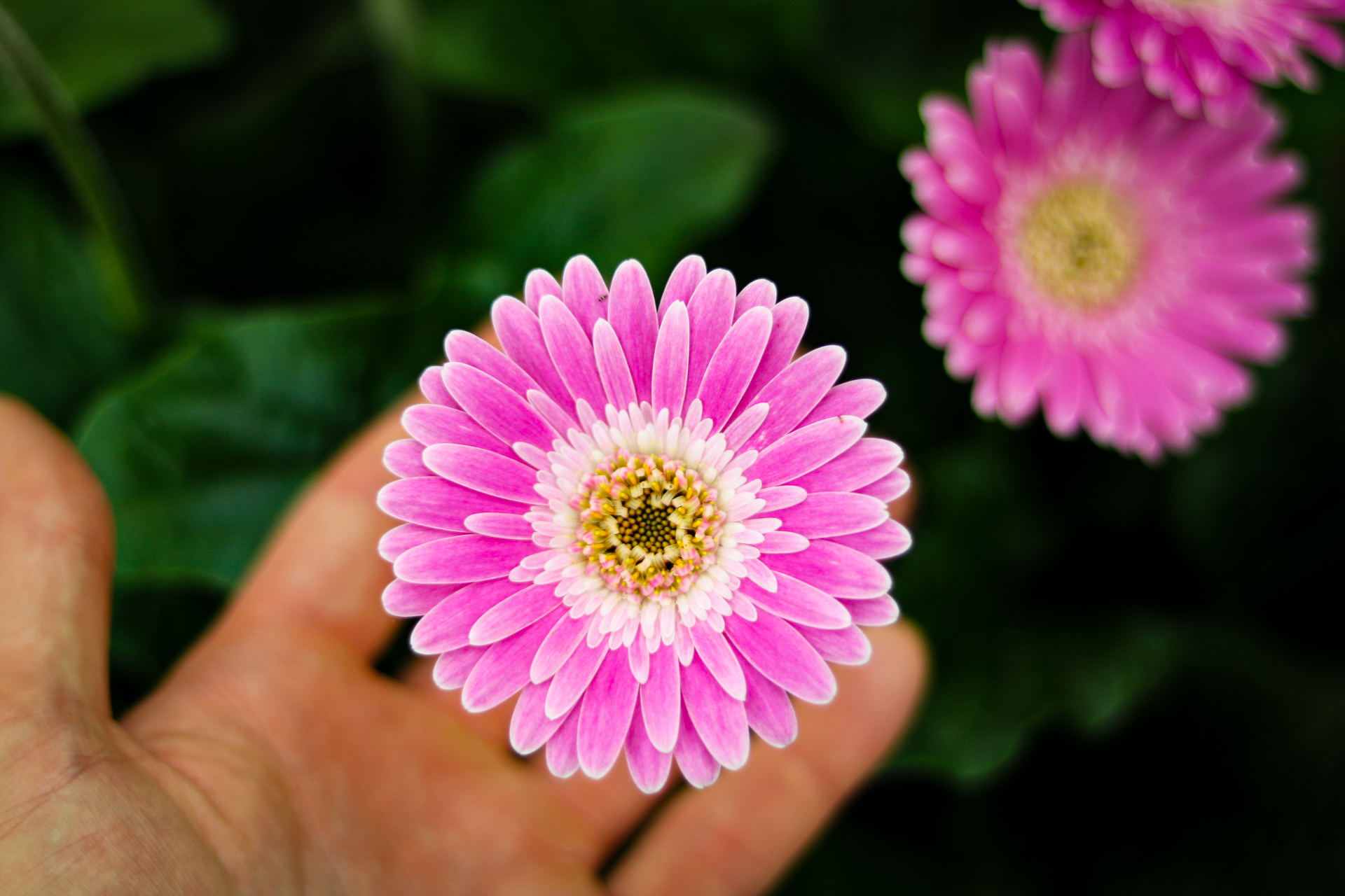 Palmers Garden Centre Enderby & Ullesthorpe, Leicestershire’s Best