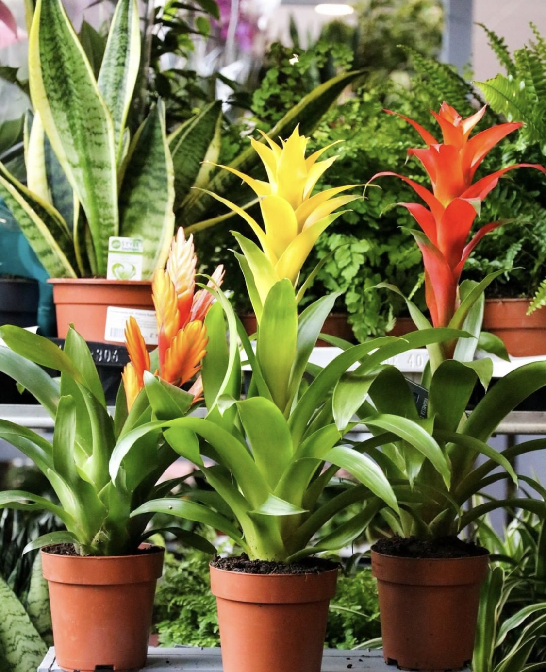 Our huge range of indoor plants at are individually chosen by our experienced and knowledgeable team.