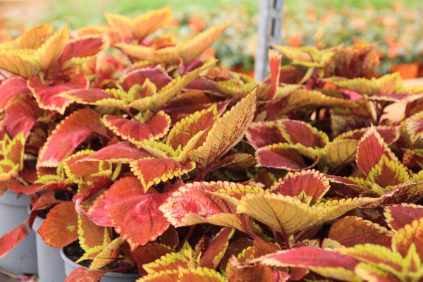 We pride ourselves on the extensive range of plants we stock, from large, outdoor trees and shrubs to small indoor plants we have something for everyone to enjoy.