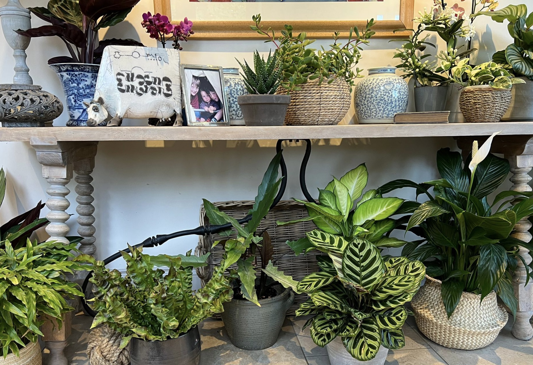 Palmers Garden Centre - Enderby & Ullesthorpe, Leicestershire’s Best Garden Centre - Houseplant display