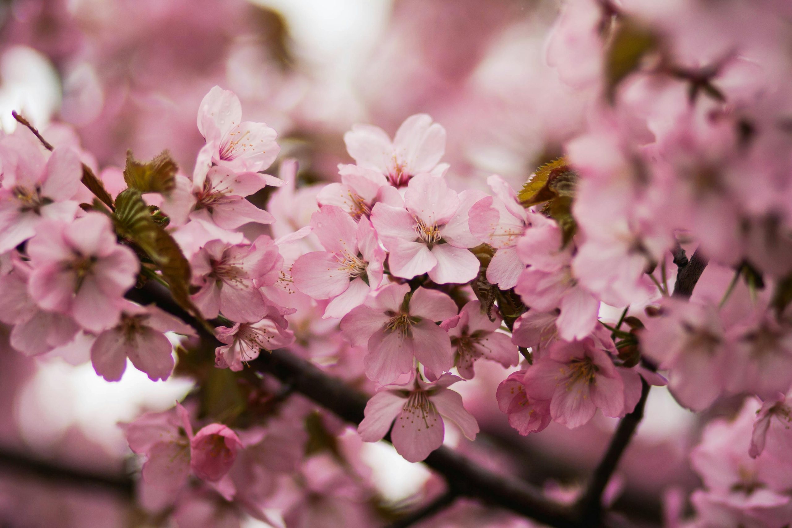 Pink Cherry Blossom